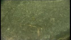 Replanting the forest devastated by fire Instructional Video