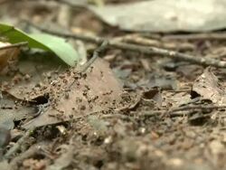 Termites, Maliau Basin, Sabah, Malaysia, Borneo Stock Footage