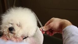 Grooming of the head of bichon frise Stock Footage