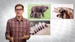 Why Do Men Have Nipples? - 12 Days of Evolution #7 Instructional Video