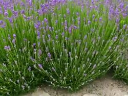 Lavender Stock Footage