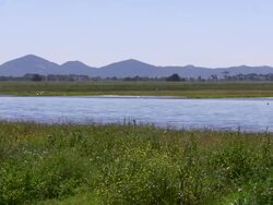 WS View of Marsh with birds / Werribee, Victoria, Australia Stock Footage