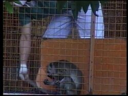 PHILIPPINES: AUTHORITIES BEGIN TO KILL 600 MONKEYS AT BREEDING FARM Instructional Video