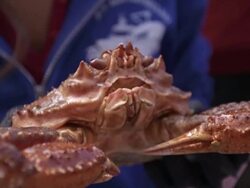 Close-up of a crab Stock Footage