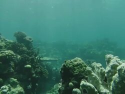 Wide Shot push-in - Sunlight shimmers over mounds of corals and aquatic plants on the Great Barrier Reef / Great Barrier Reef, Australia Stock Footage