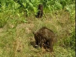 Brown bear (Ursus arctos) cubs digging for ants, Russia Stock Footage