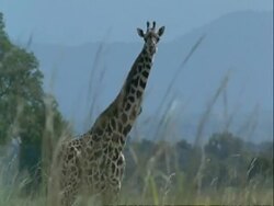 MS Giraffe, Giraffa camelopardalis, side view, looking to camera, Tanzania Stock Footage