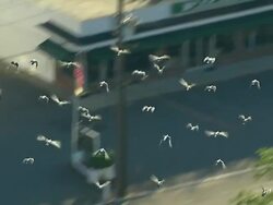 Medium Long Shot  aerial pan-right tilt-up - A flock of pigeons flies over a suburban community toward the forest. /  USA Stock Footage