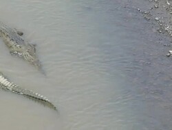 Swimming croc Stock Footage