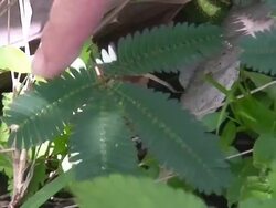 Mimosa leafs retracting Stock Footage