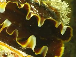 ECU Shot of Bivalve of shell open with edge of mantle visible / Pemba, Cabo Delgado, Mozambique Stock Footage