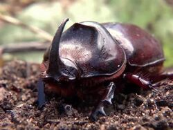 CU Rhino beetle searching for food / Johannesburg, Gauteng, South Africa Stock Footage