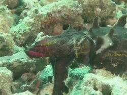 Flamboyant Cuttlefish (Metasepia pfefferi) hunting and catching prey, Kapalai, Sipadan, Borneo Stock Footage