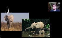 Speciation Instructional Video