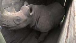 Eight endangered black rhinos die in Kenya after relocation News Clip