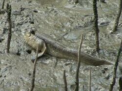 mudskipper Stock Footage