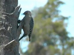 Woodpecker 3 Stock Footage