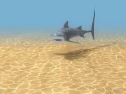 3d Shark Serie - 4 Stock Footage