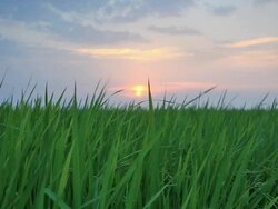 Rice sunset farm Stock Footage