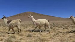 Llamas Walking Stock Footage