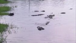 Submerged crocodiles surface near seagrass in a Florida swamp. Stock Footage