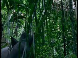 CU Low angle, Tapir reaching up to eat leaves, moves to camera, South America Stock Footage