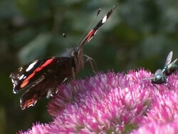 Red Admiral (Vanessa atalanta) feeding on Sedum, UK Stock Footage