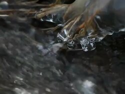 MS Little brook with icicles in winter  /  Kastel-Staadt, Rhineland-Palatinate, Germany  Stock Footage