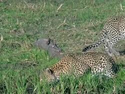 MS Shot of panthera pardus, Mother with Cub Drinking at Waterhole / Moremi Reserve, Botswana, South Africa Stock Footage