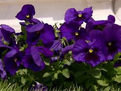 Medium Close Up static - Purple flowers rustle in a breeze. / Varese, Italy Stock Footage