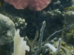 Underwater shot of a moray eel snaking through colourful coral in the Caribbean Stock Footage