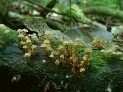 MCU Toadstools growing on fallen tree, Mauritius Stock Footage