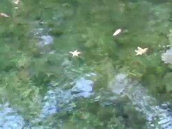 Floating Leaves Stock Footage