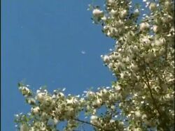 MS Low angle, Cottonwood Tree full of fluffy seed heads, dispersing on the wind, USA Stock Footage