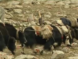 Block Shot Yaks Walking Lhasa Tibet China Stock Footage