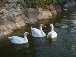 Flock of Swan Duck in a lake Stock Footage