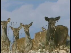 Mesopotamian Fallow Deer, Dama mesopotamica, MS group of adult females and fawns looking to camera and grazing, Israel Stock Footage