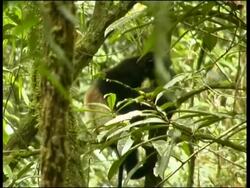 Milne-Edward's Sifaka Propithecus diadema edwardsi Ranomafana National Park Stock Footage