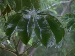 Rain on leaves, MCU tilts up.  Panama. Stock Footage