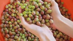 Sorting olive harvest Stock Footage