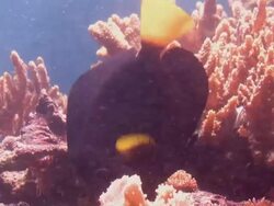 Marine life on reef Stock Footage