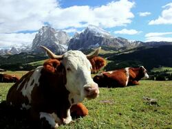 WS Cattle chewing cud in an alpine meadow / Italy Stock Footage