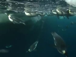 Emperor penguins (Aptenodytes forsteri) swimming at surface and looking into the depths and diving and surfacing, with bubble trails, underwater, Cape Washington, Antarctica Stock Footage