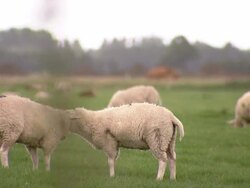 Sheeps grazing in meadow Stock Footage