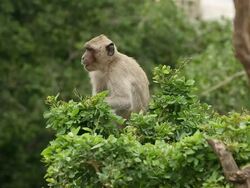 Monkey in the wilderness Stock Footage