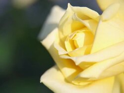 Yellow Flower Stock Footage