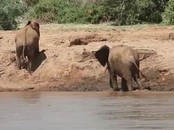 MS Elephants standing and walking at River / National Park, Africa, Kenya Stock Footage