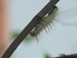 Soft Furry Caterpillar Climbs up a Tree Branch Stock Footage