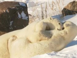MS SLO MO Two Polar bears playing and fighting with each other  / Churchill, Manitoba, Canada Stock Footage