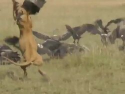 lion and vulture Stock Footage